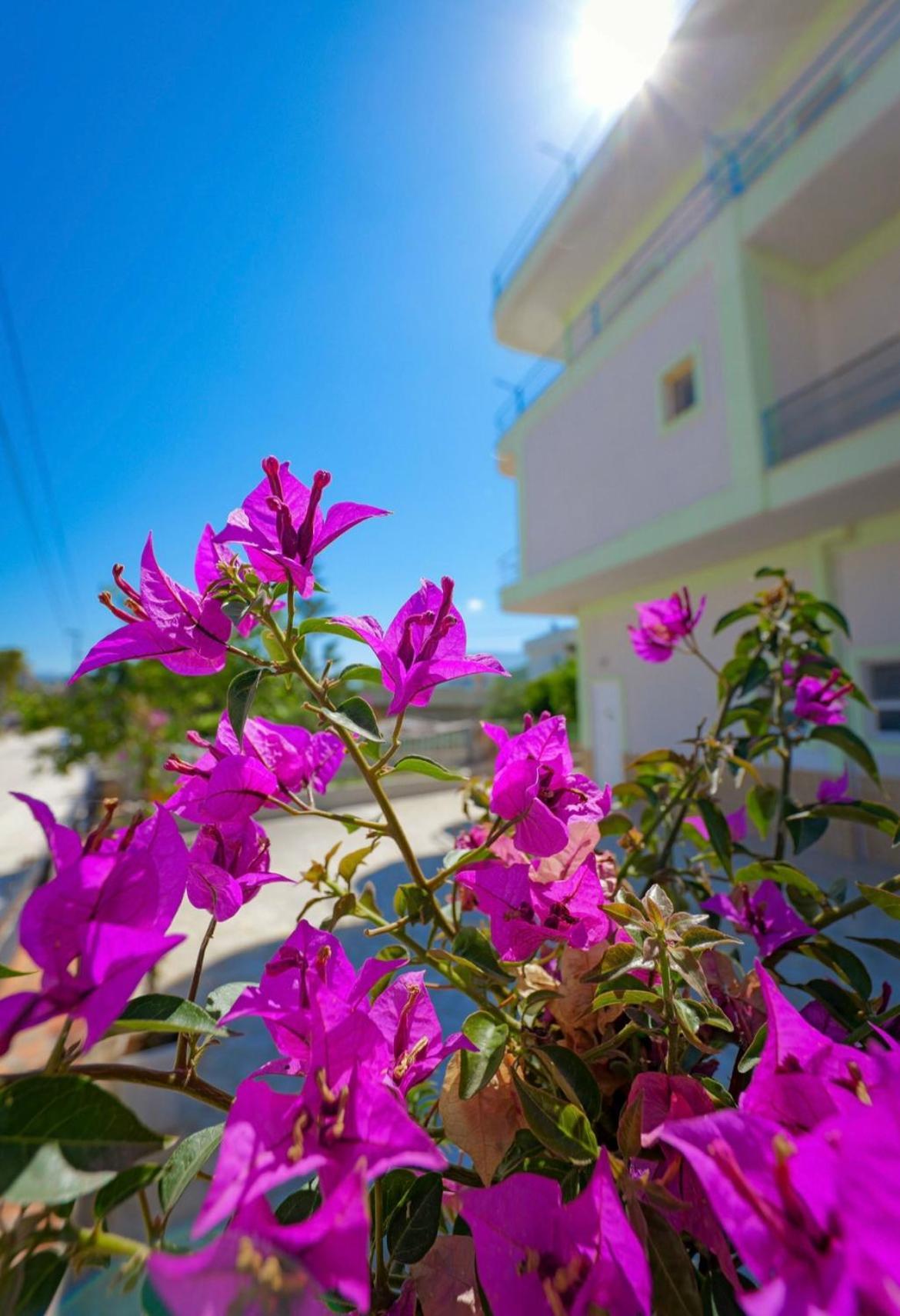 Sunflower Hotel קסאמיל מראה חיצוני תמונה