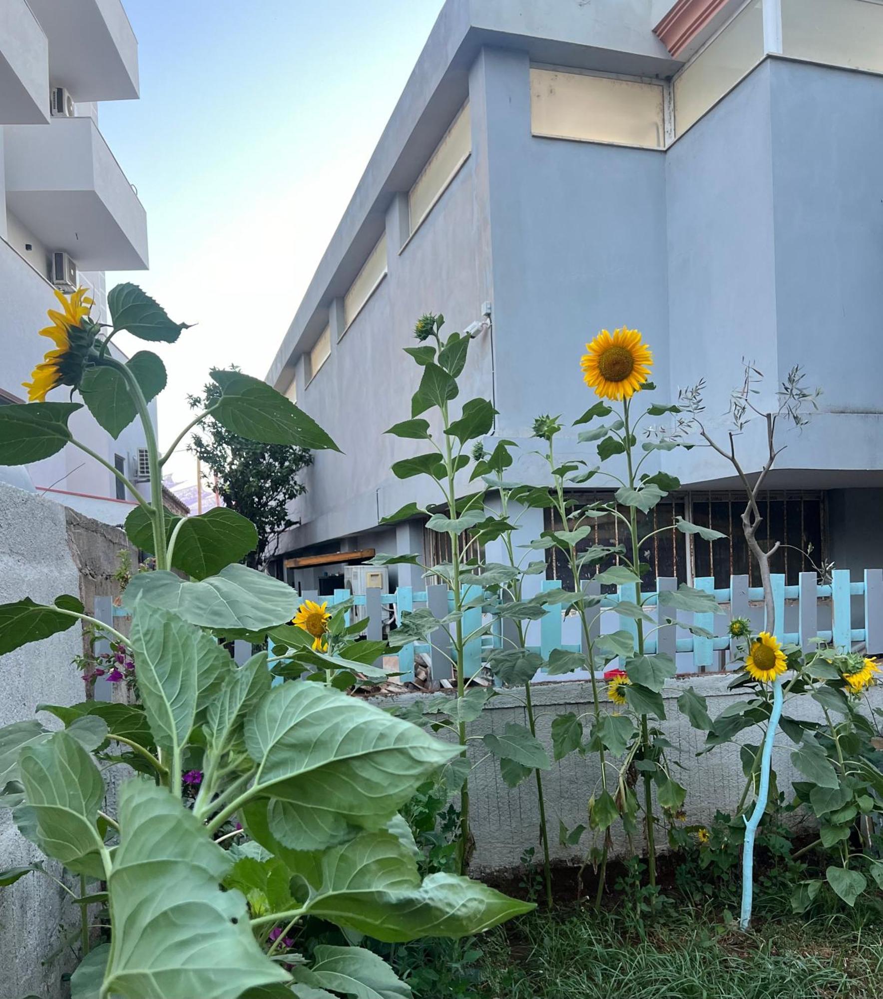 Sunflower Hotel קסאמיל מראה חיצוני תמונה